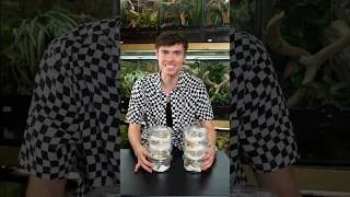 Thumbnail: Unboxing Crested Geckos from Korea!!! #reptiles
