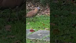 Thumbnail: Malayan night heron/ Tiger bittern (Gorsachius melanolophus) @ Taipei, Taiwan