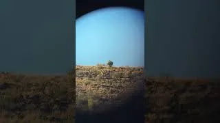 Thumbnail: Somethin you don’t see everyday in the outdoors. #helpmemakethismakesense #hunting #lion