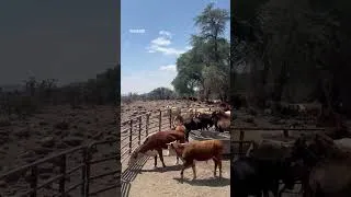 Thumbnail: Never seen this land this dry. Pray for the animals  #wildlife #help #horse #cow