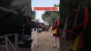 Thumbnail: ઘોડા એ ઘોડા ને બટકુ ભર્યુ  | horse fight video  #horsevideo #ytshorts #udaydangarvlogs #shorts