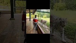 Thumbnail: jungle Safari gujrat | Bengal tiger | uday dangar vlogs #shorts #ytshorts