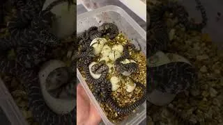 Thumbnail: Hatchling Florida Kingsnakes!