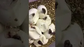 Thumbnail: Carpet Pythons hatching!