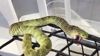 Thumbnail: Variable Bush Viper (Atheris squamigera) feeding time!