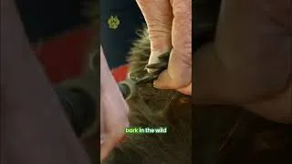 Thumbnail: Those Quills Need Maintenance Too 🦔❤️ | Subscribe to @UltimateNatureDocs | #shorts