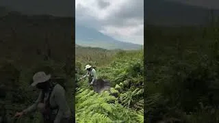 Thumbnail: Gorilla Trekking in the Virunga Mountains