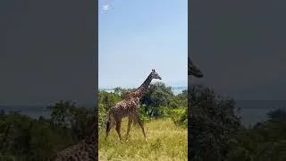 Thumbnail: A serene clip of giraffes gliding through the acacia trees, highlighting their incredible height.