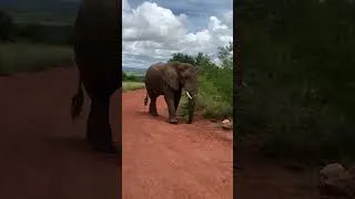 Thumbnail: Close encounter with a Giant elephant in Akagera National Park.
