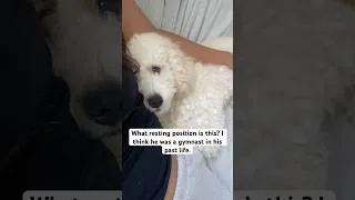 Thumbnail: My Puppy Sleeps in the Weirdest Position #Puppy #FunnyDog #ToyPoodle #CuteDogs #Shorts