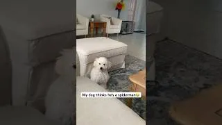 Thumbnail: He’s a sPAWderdog #dogs #puppy #cutedogs #shorts