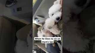 Thumbnail: When Your Puppy Just Wants to Sit on Mom’s Lap #Shorts #Puppy #DogShorts #PuppyLove #CutePuppy