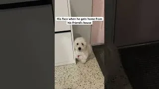 Thumbnail: Puppy misses his friend duchshund #puppy #dog #dogshorts