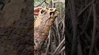 Thumbnail: Real life jurassic park! Full episode out now! #fyp #jurassicpark #sailingaustralia #crocodile