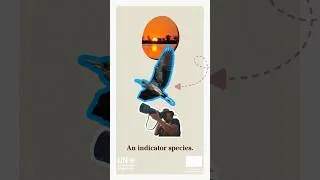 Thumbnail: The Slaty Egret is an indicator species. What can it tell us about the health of out planet?