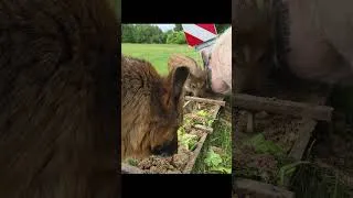 Thumbnail: In this Place, Animals Live Like in True Paradise 🌲🐐🐕 #shorts