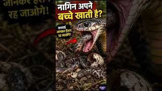 Thumbnail: क्या नागिन अपने ही बच्चों को खा जाती है? 😱🐍 | जानिए सांपों की हैरान करने वाली सच्चाई#viral #omg