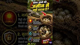Thumbnail: मगर अपने अंडे जमीन में क्यों दबाता है? 😱🐊 | मगरमच्छ के रहस्यमयी Facts #cocodile #jungkook #magar