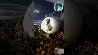 Thumbnail: Baby Sulcata tortoise hatching.