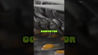 Thumbnail: Inside an Egg Processing Factory – Liquid Egg Production