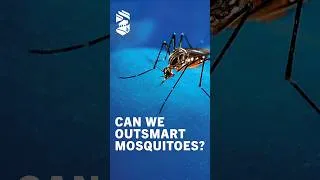 Thumbnail: Can We Outsmart Mosquitoes?