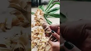 Thumbnail: ASMR plant sounds and crispy leaf pulling 😮‍💨 #shorts