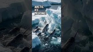 Thumbnail: What these narwhals discovered will change how we see the ocean #ocean #science #climatechange
