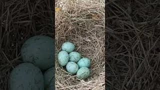 Thumbnail: Can You Guess Which Bird Laid These Eggs? 🥚🐦