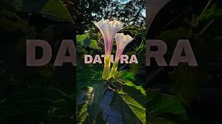 Thumbnail: Never Eat This Plant! #botany #datura #plants