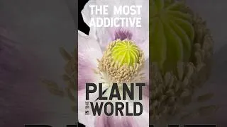 Thumbnail: This ancient plant is powerful and addictive!