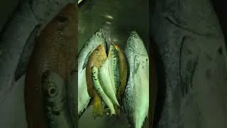Thumbnail: Fish #shorts #food #tuna #food #seafood