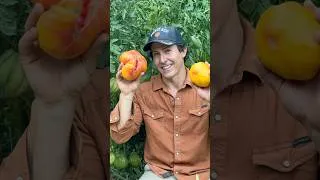 Thumbnail: I water my tomatoes once every 4 days for high yields of delicious fruit. #gardening #gardeningtips