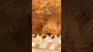Thumbnail: Shaving with a rusty razor close-up #urday