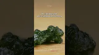Thumbnail: Seagrape salt grow  close-up and timelapse #urday