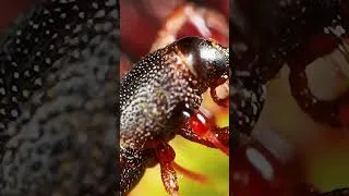 Thumbnail: How the Cape Sundew Locks Its Prey #urday #closeup