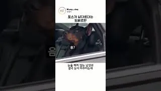 Thumbnail: 포스가 남다르다는 도베르만
