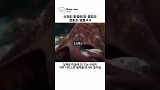 Thumbnail: 수컷이 마음에 안 들었던 문어의 행동