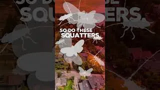 Thumbnail: Love Your Backyard? Help Stop Invasive Species From Spreading.