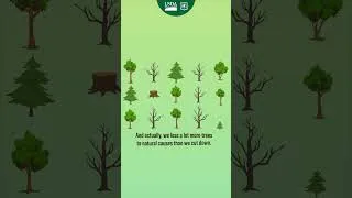 Thumbnail: Reforestation on the land