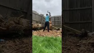 Thumbnail: 5 tonne tree trunk chopped down with axe! - Timelapse #axe #tree #woodwork #lumberjack