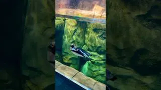 Thumbnail: #Penguins #shorts