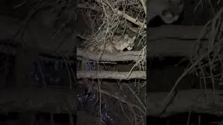 Thumbnail: Mountain lion spotted in tree in Avon, Colorado