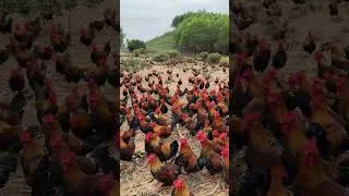 Thumbnail: Free Range Chicken Farming in Rural Areas  #shorts #farming #chicken
