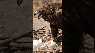 Thumbnail: ancient eagle #eagle #history