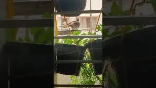 Thumbnail: Cute Bulbul Cooling Down in Summer Heat 🐦💧 | Little Bird Enjoying Water #Shorts
