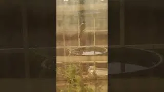 Thumbnail: Bulbul Bird Enjoying A Bath Near Our Window 🐦💦 | Beautiful Nature Moment #Shorts