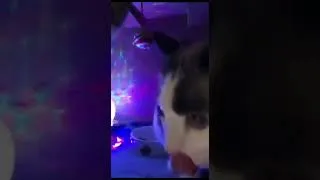 Thumbnail: cat club - what is love