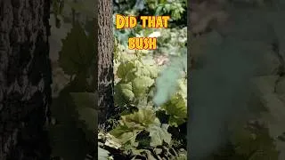 Thumbnail: Did That Bush Just Fart?