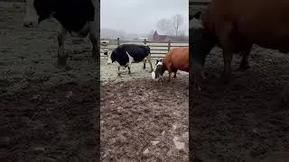 Thumbnail: Sheepdog Takes Down a Bull #shorts #sheepdog #bull #farming
