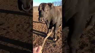 Thumbnail: This Bull Really Thinks He’s a Dog #shorts #fetch #bull #farming